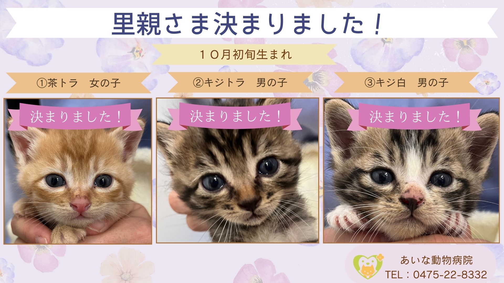 猫3匹の里親さま決まりました！！！