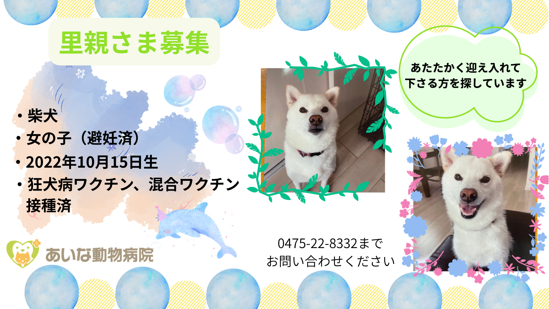 里親さま募集｜柴犬・女の子・2022年10月15日生まれ