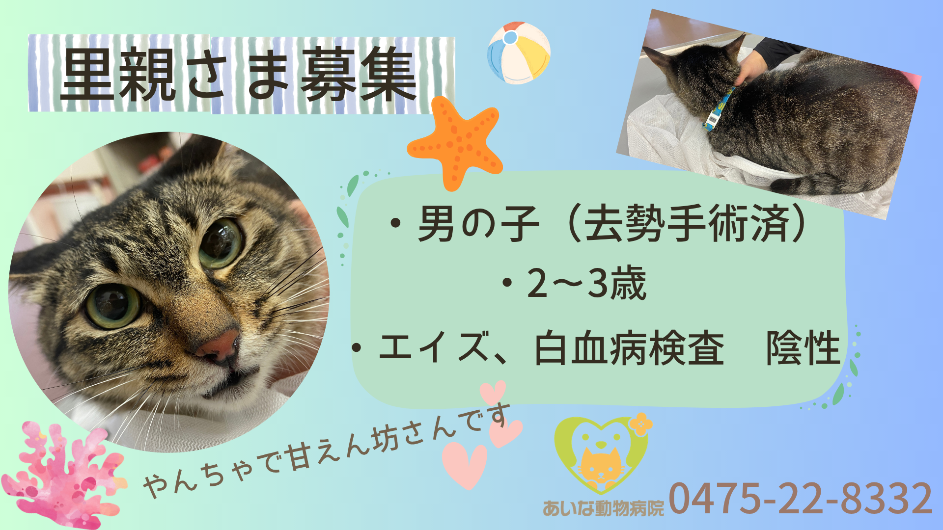 里親さま募集｜男の子・2〜3歳のキジトラ猫