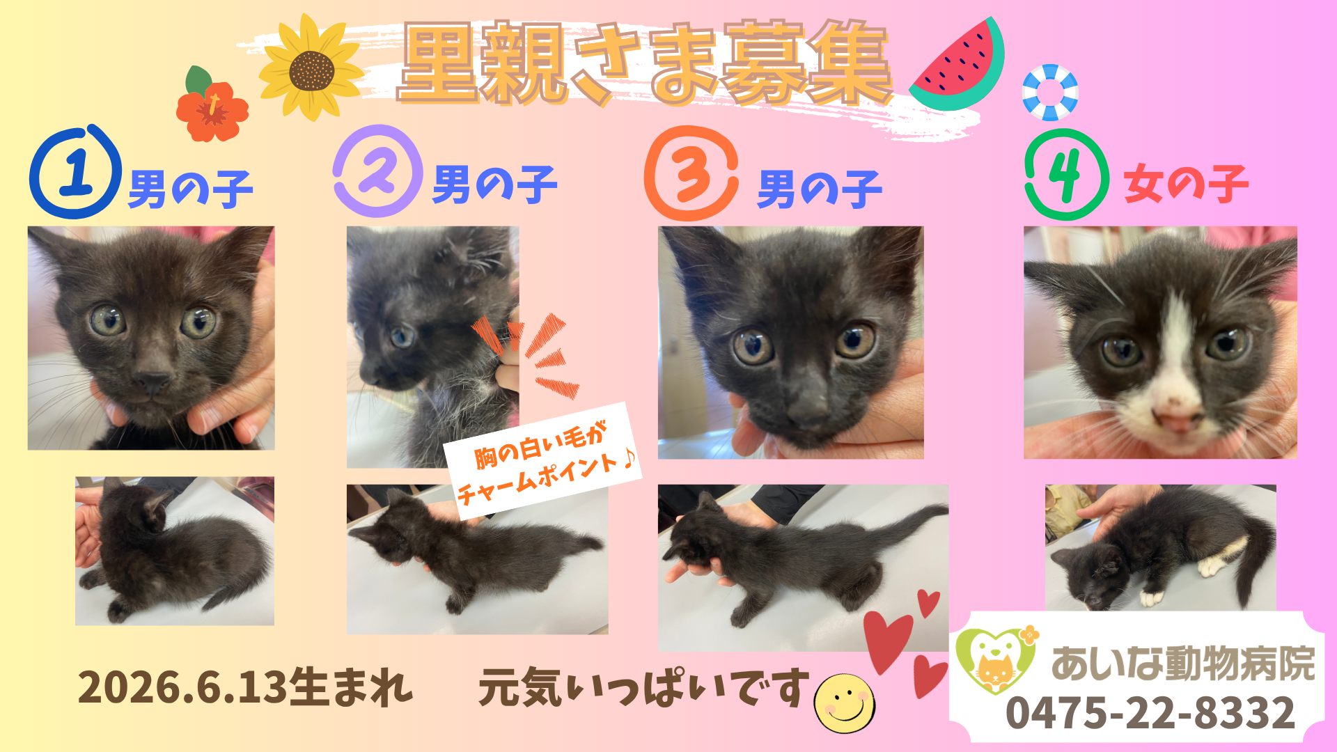 里親さま募集｜子猫4匹・2026年6月13日生まれ