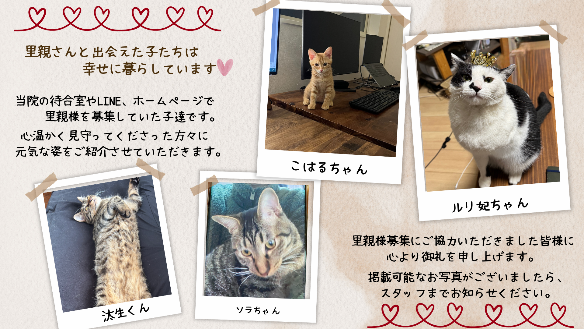 里親さんと出会えた猫ちゃんたち（こはるちゃん、ルリ妃ちゃん、汰生くん、ソラちゃん）