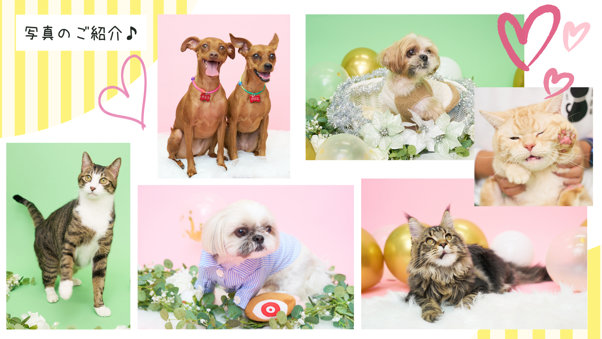 撮影写真のご紹介