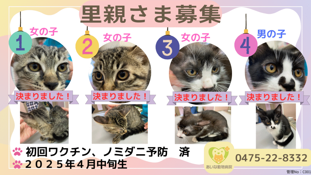【募集終了】里親さま募集　子猫４匹