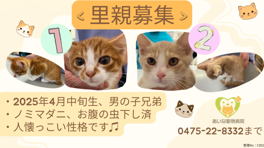 【募集終了】里親さま募集　子猫２匹