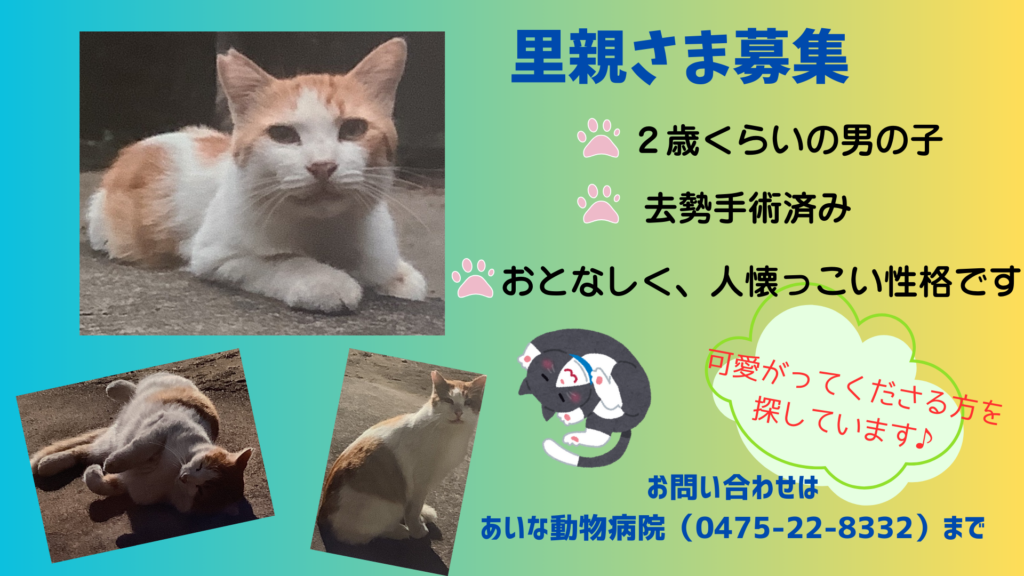 【募集終了】里親さま募集　シロ茶