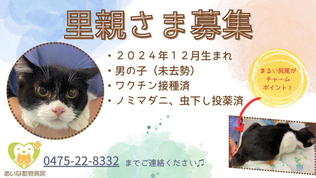 【募集中】里親さま募集　子猫白黒