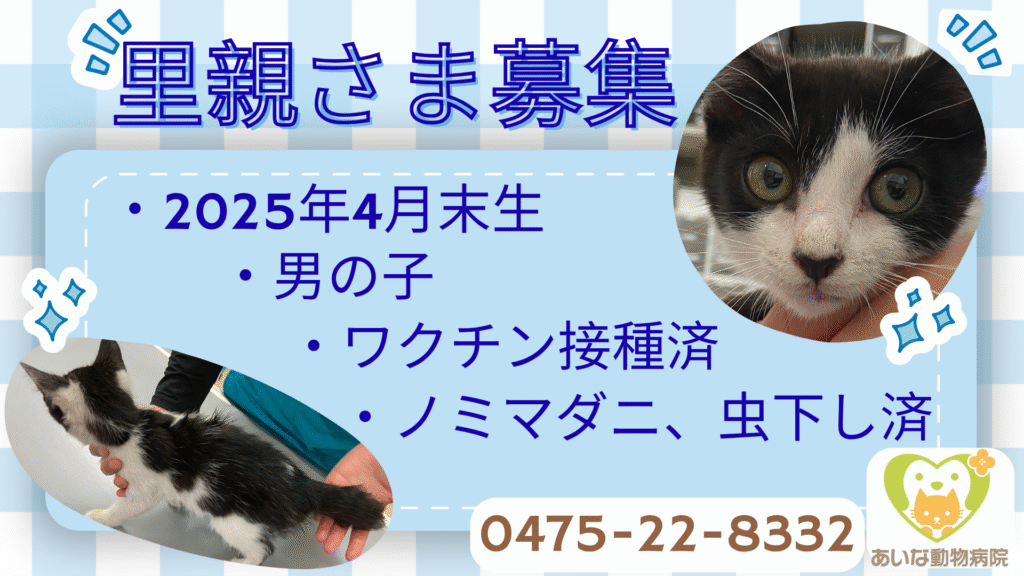 【募集終了】里親さま募集　子猫ハチワレ