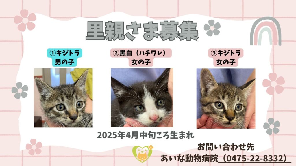 【募集終了】里親さま募集　子猫３匹